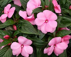 NEW GUINEA IMPATIENS